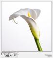 Calla a colori